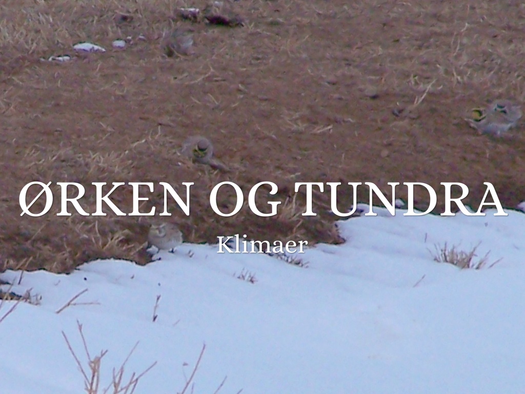 Ørken Og Tundra