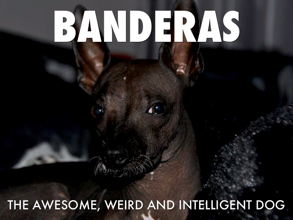 Banderas