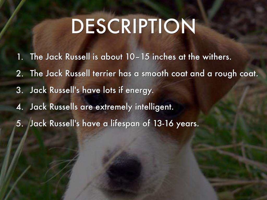 jack russell description
