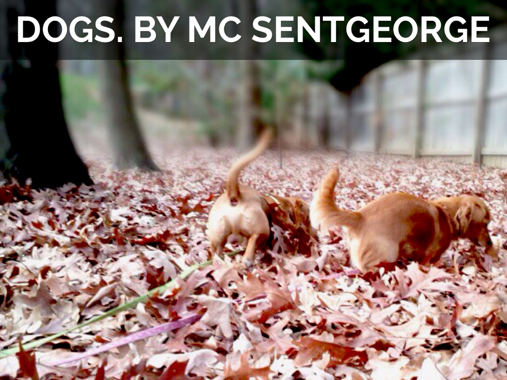 Dogs. By Mc Sentgeorge
