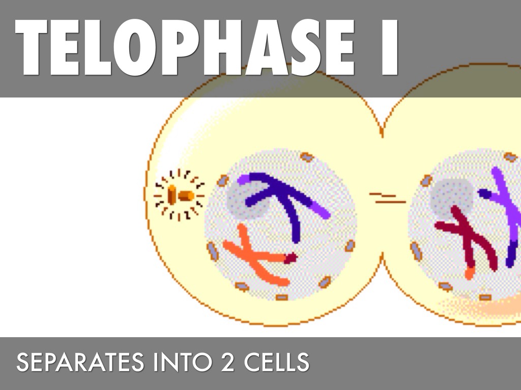 Telophase I Stages Of Meiosis Online Biology Dictionary