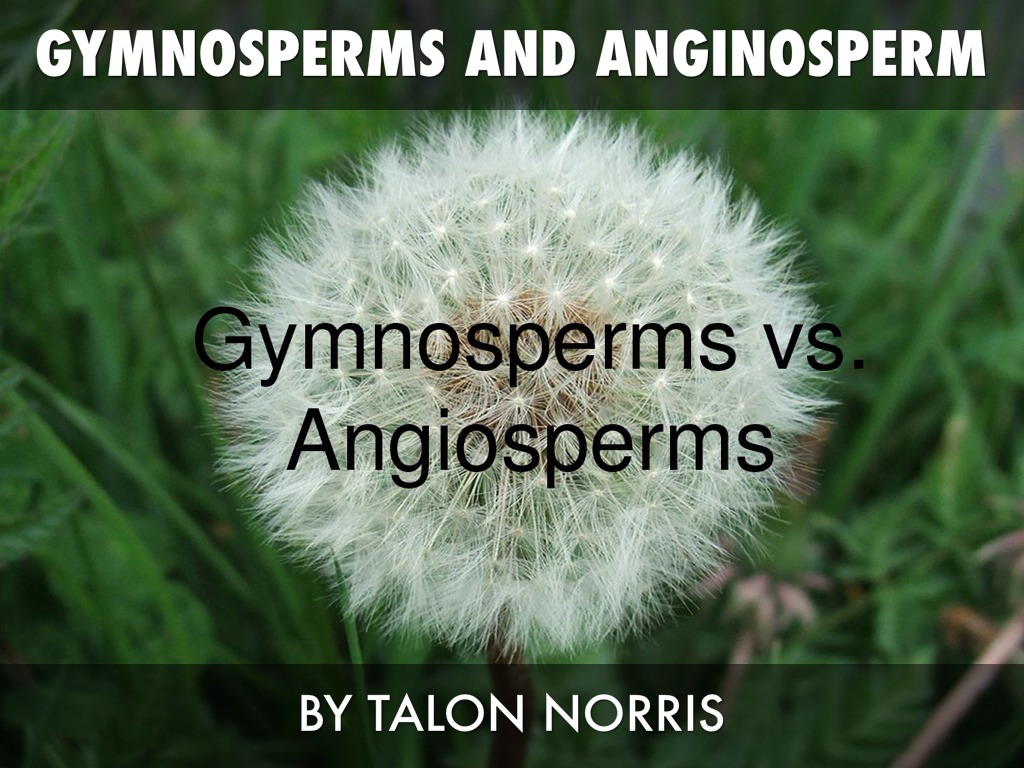 Angiosperms And Gymnosperms