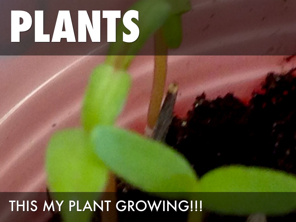 Hanna's Plant by student