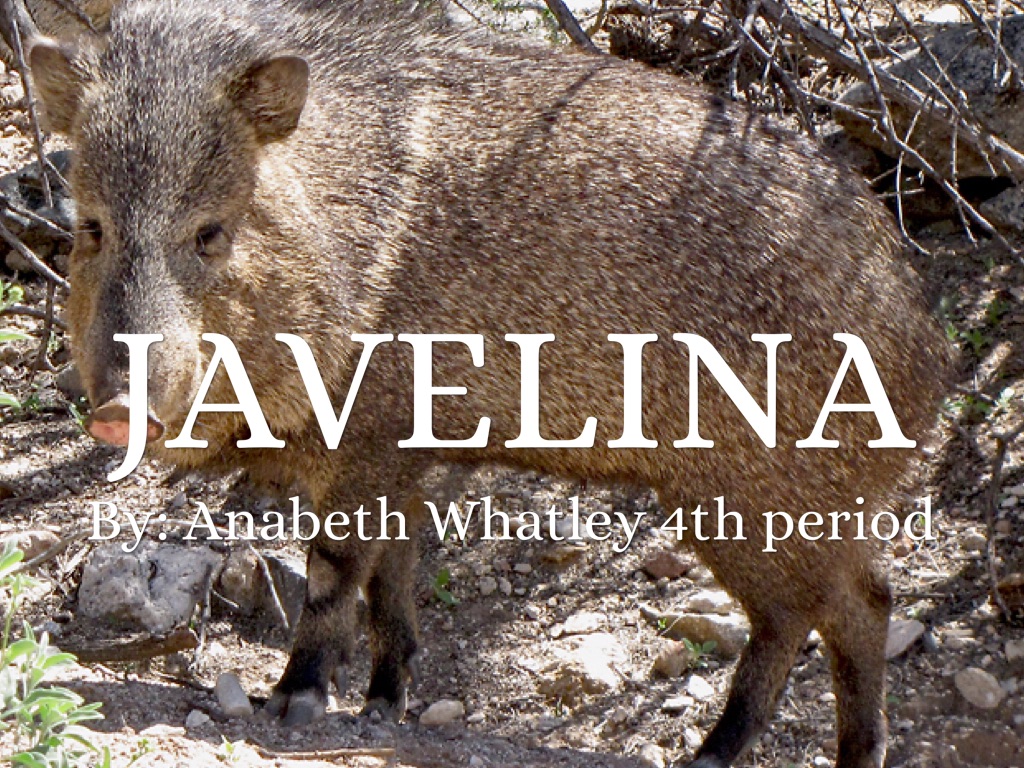 Javelina by Anabeth Whatley