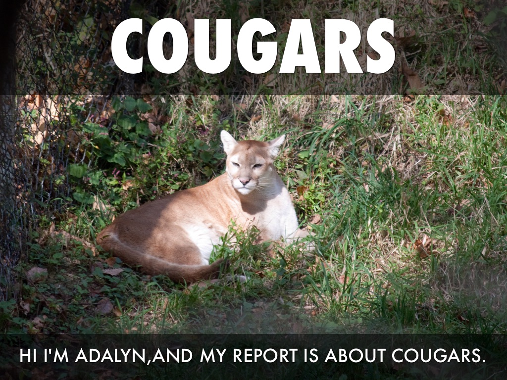 Cougars by Kathleen Glenn