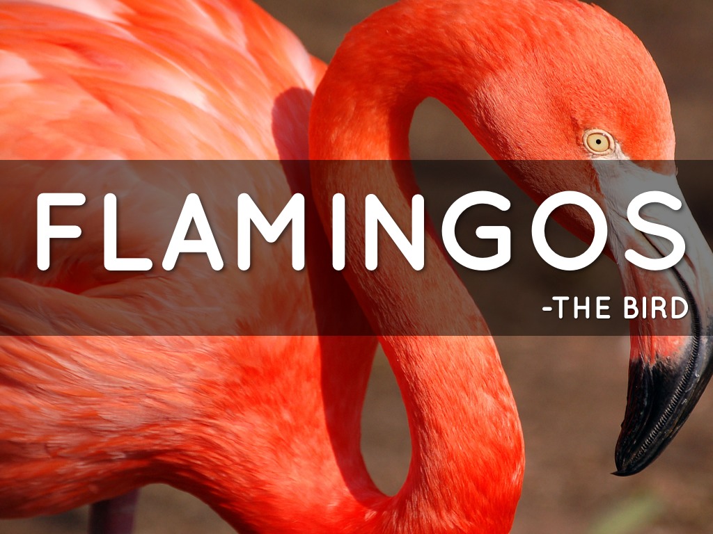 flamingos