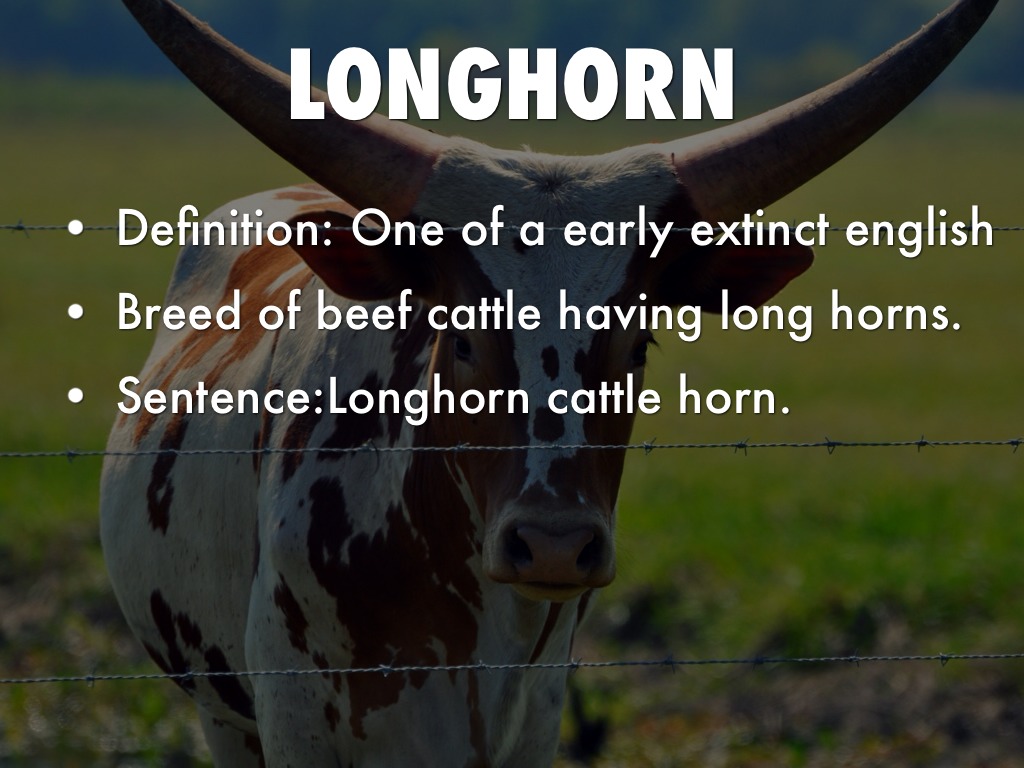 Cattle Lydia Par by lydia Par