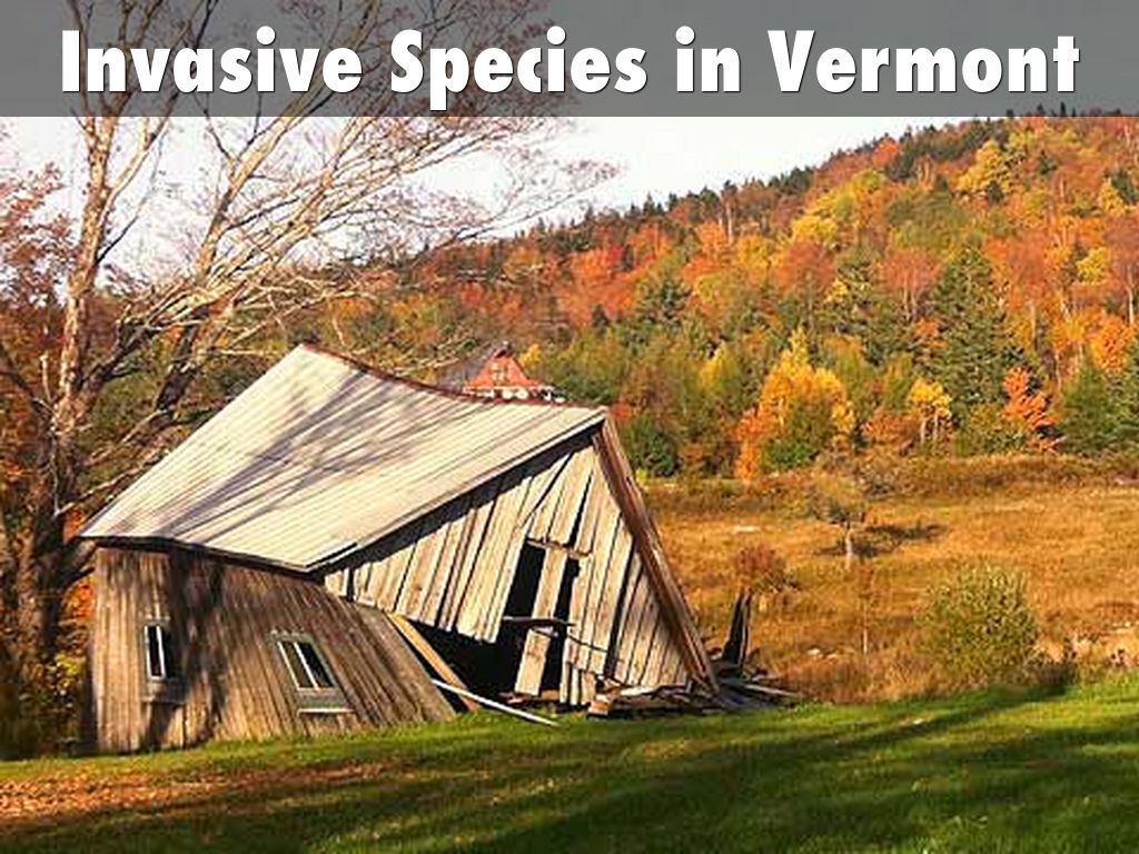 Invasive Species in Vermont by hddemag