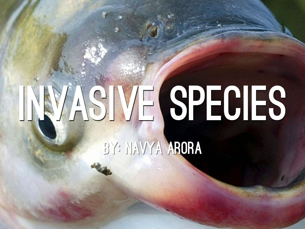 Invasive Species