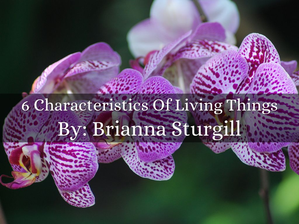 6 Characteristics Of Living Things