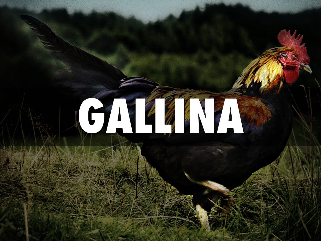 GALLINA
