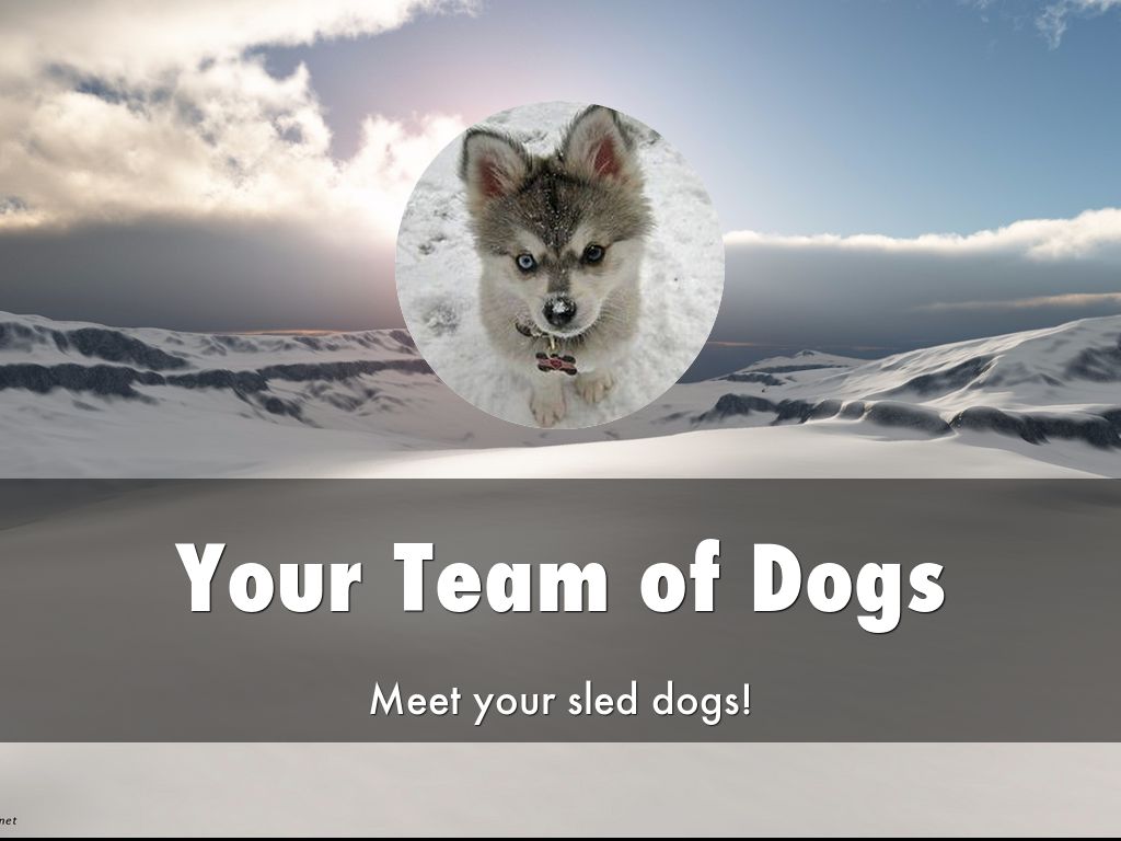 Your Team of Dogs