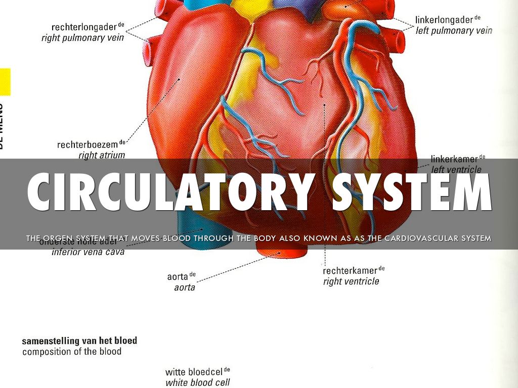 Science Chapter 3 Lesson 4 Vocabulary Circulatory System 