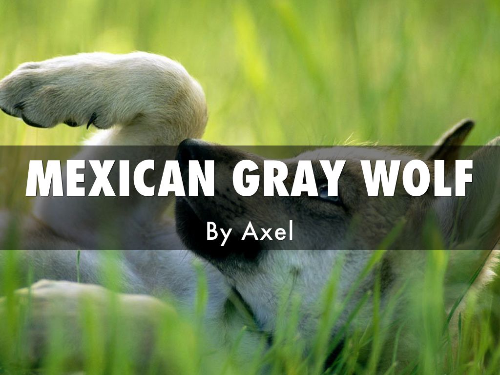 Mexican Grey Wolf by Axel