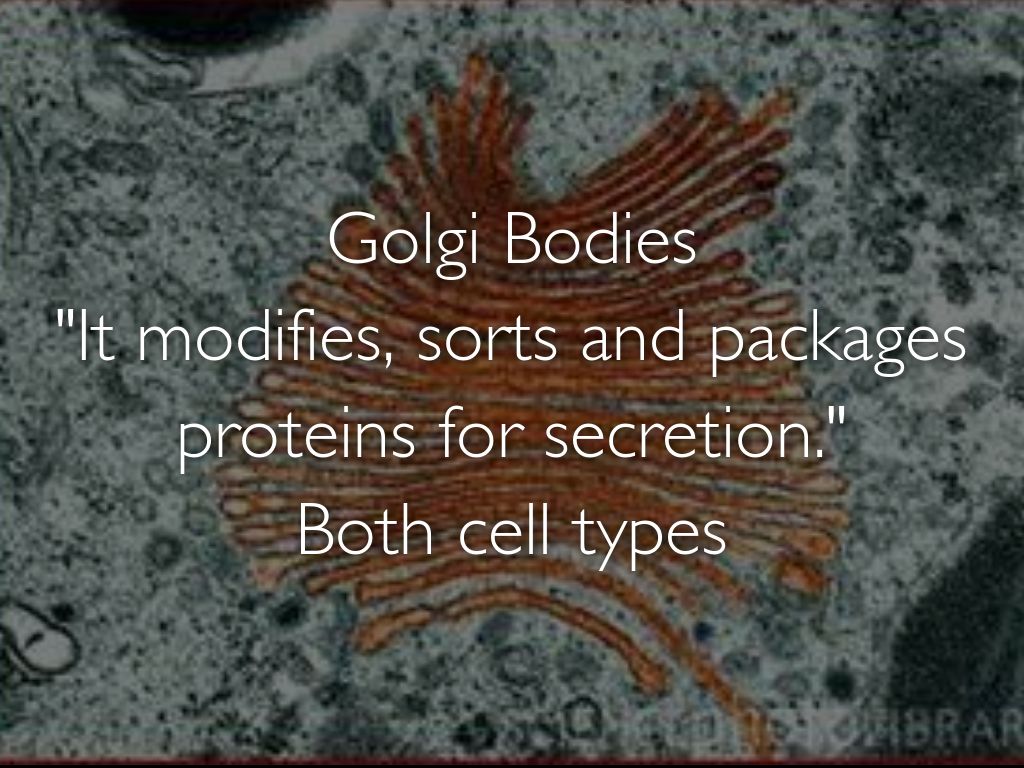 Cell Membrane "The cellular membrane that forms the