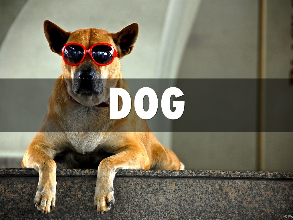 Dogs