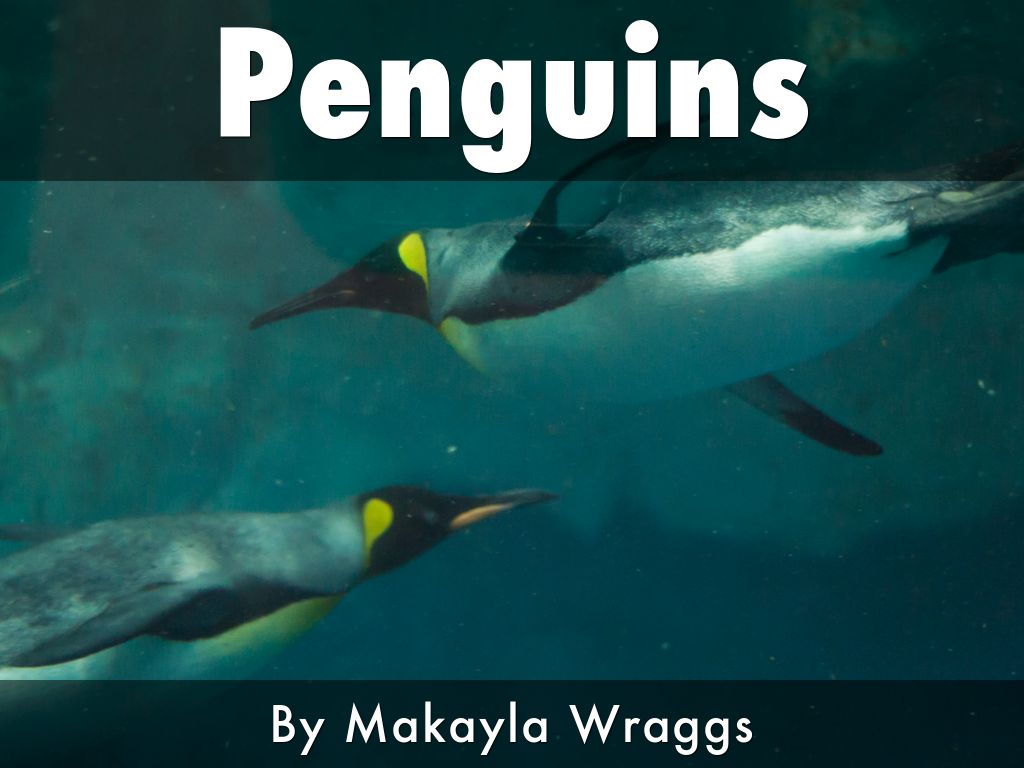 Penguins