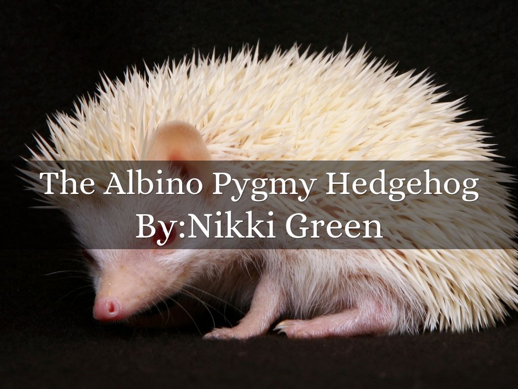 Copy of The Albino Pygmy Hedgehog