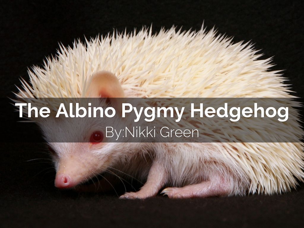 The Albino Pygmy Hedgehog