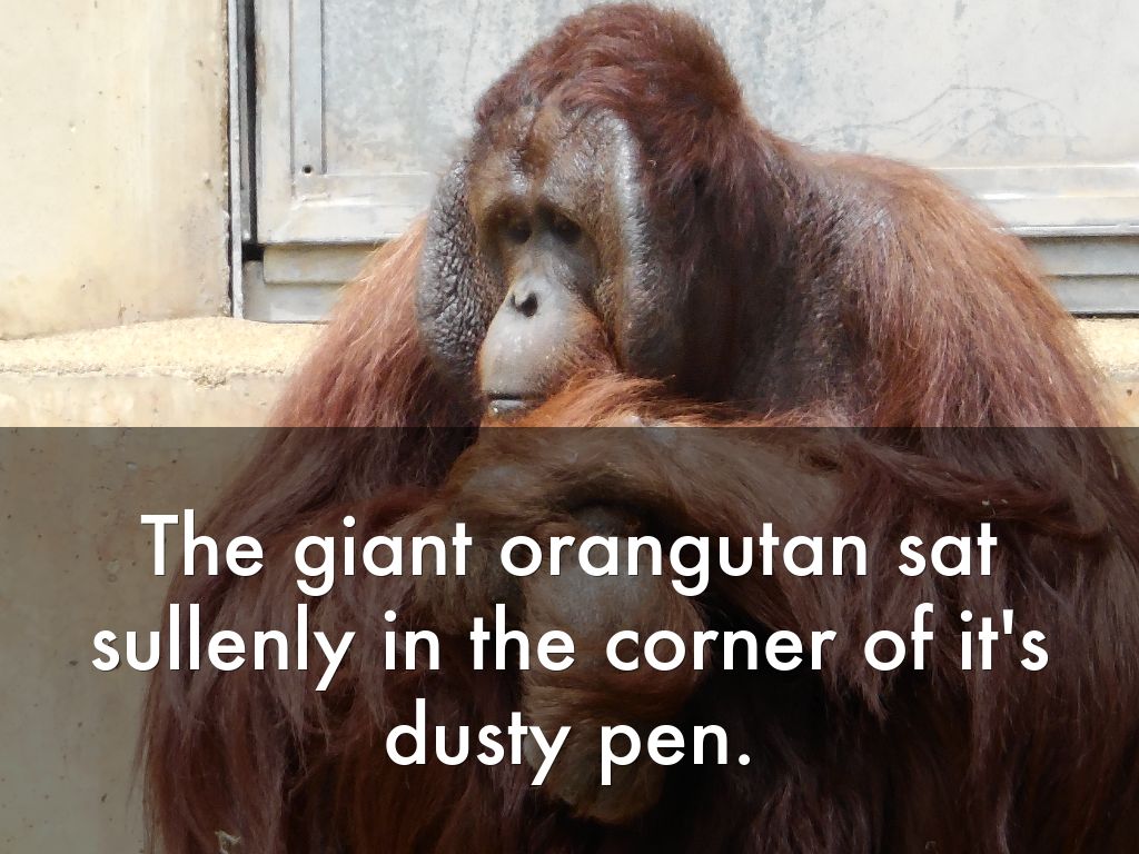Chaleki Orangutan
