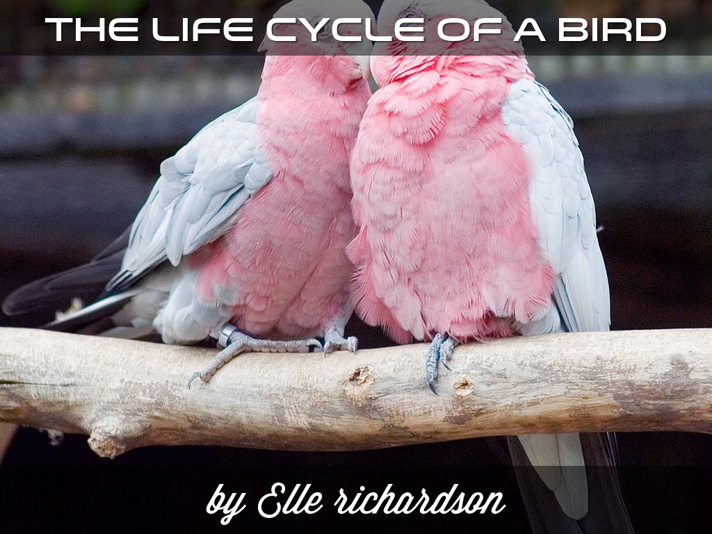the life cycle of a bird