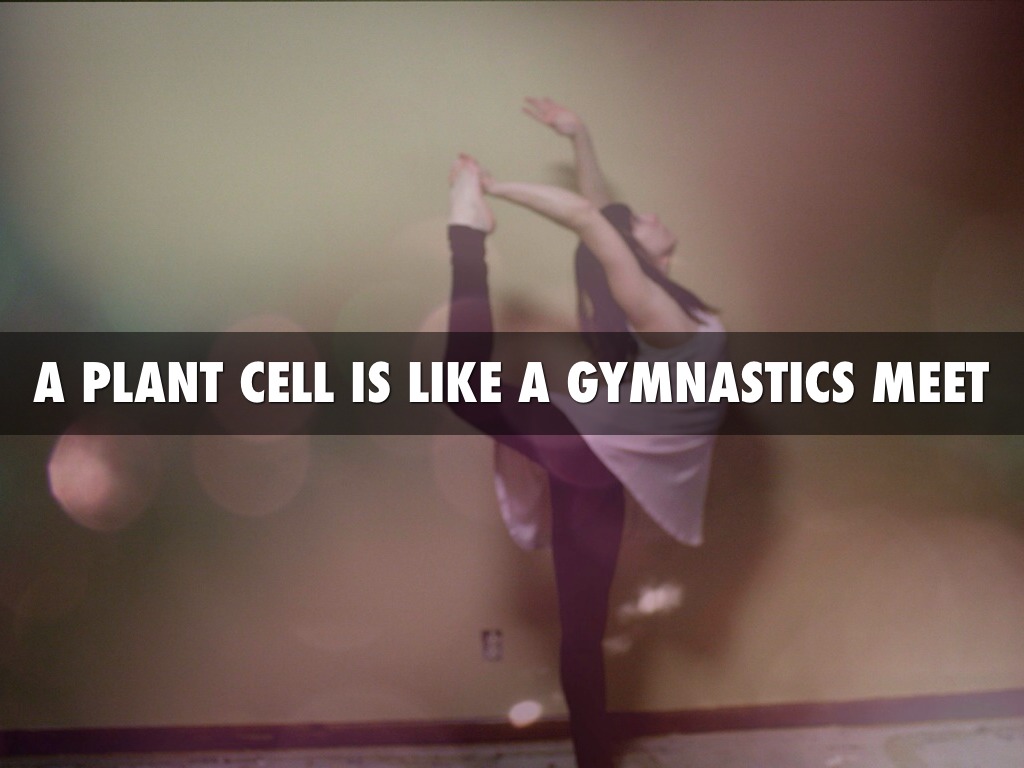 Cell Simile E. Slifka