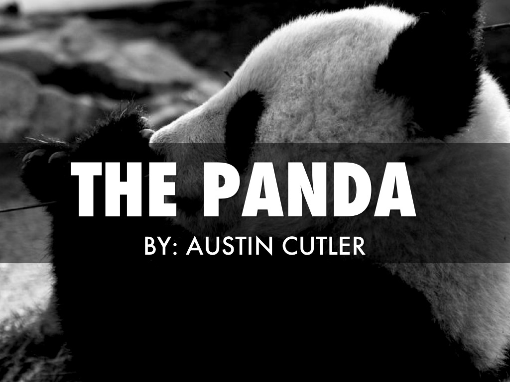 The Panda. 