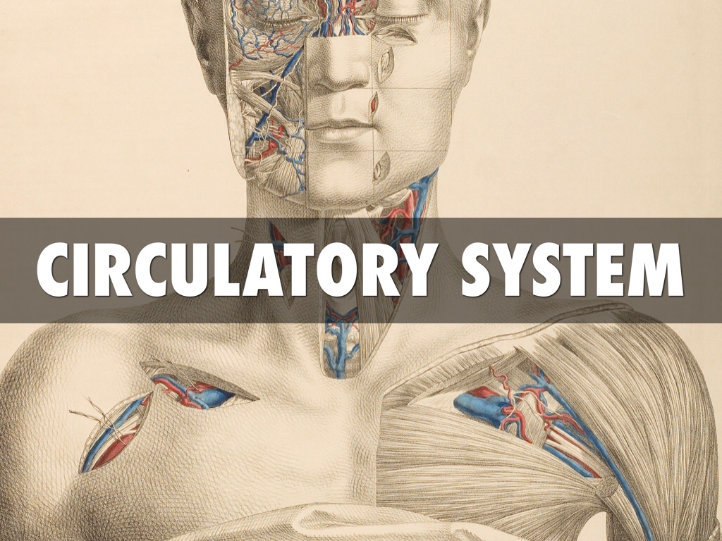 Circulatory System