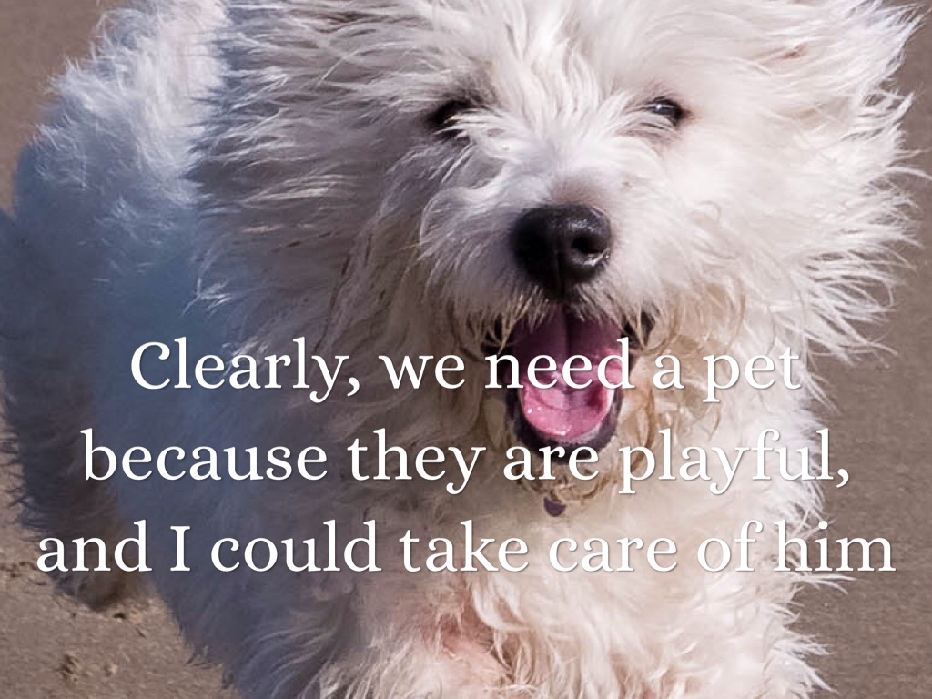 Should We Get A Pet? by dawsonr2024