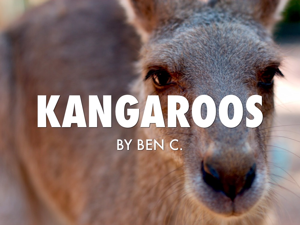 Kangaroos