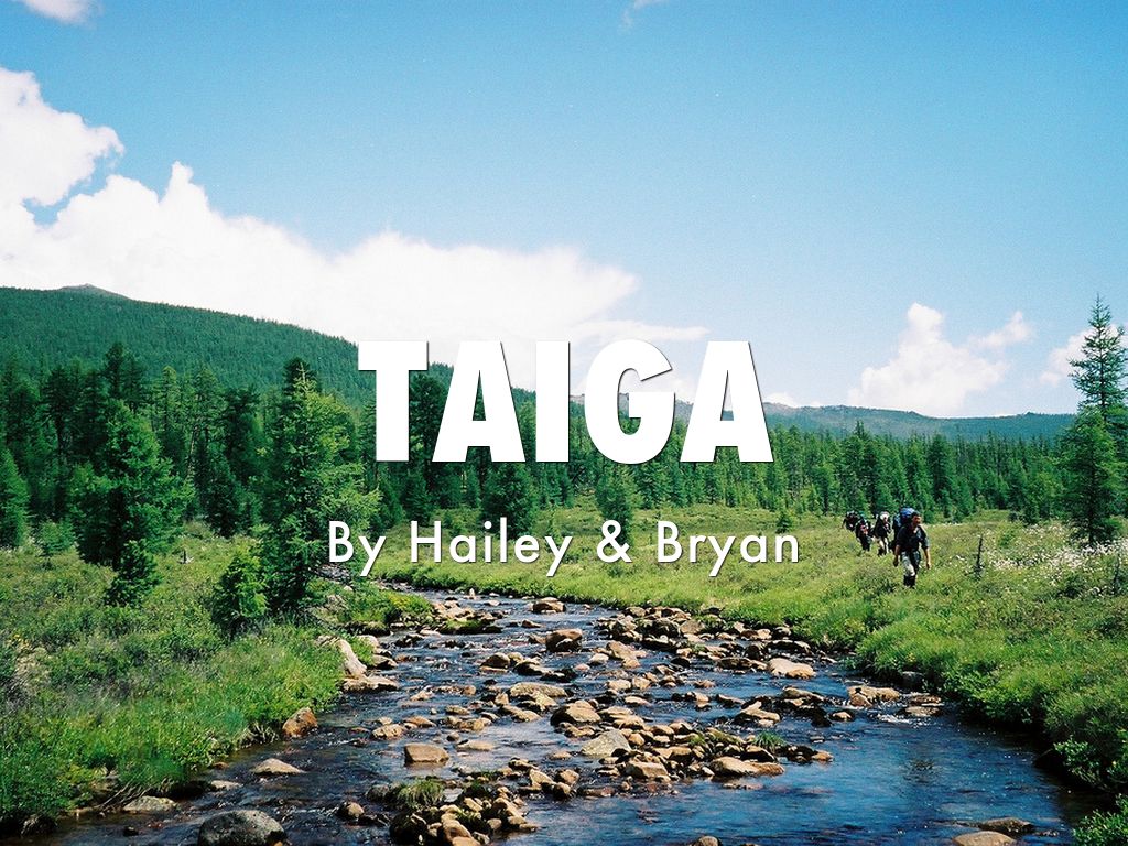 Taiga
