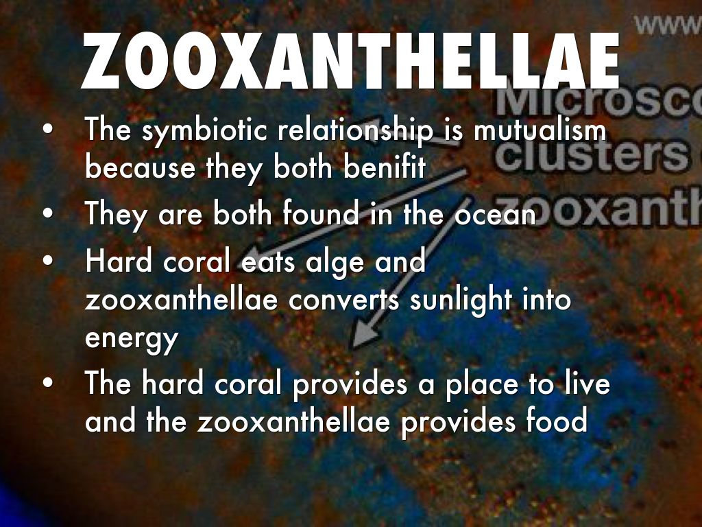 Symbiotic Relationships