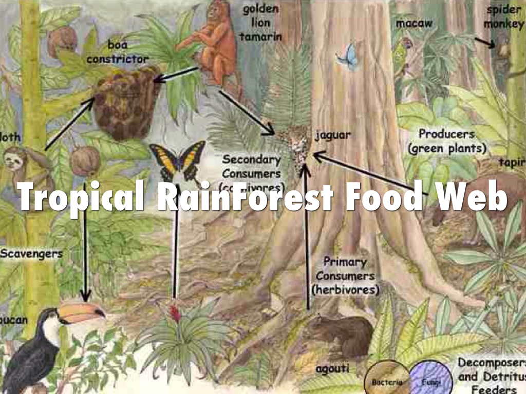 temperate rainforest animals food web