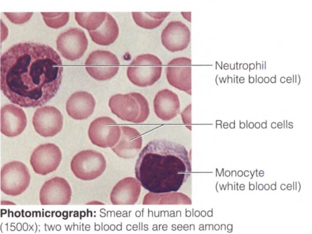 blood tissue slide