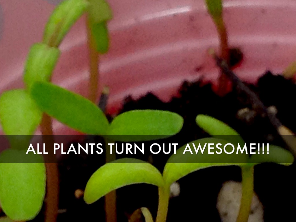 Hanna's Plant by student