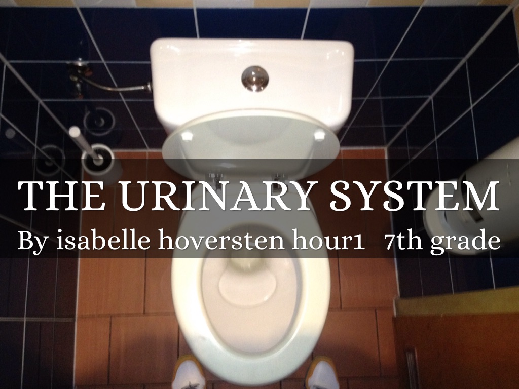 The Urinary System