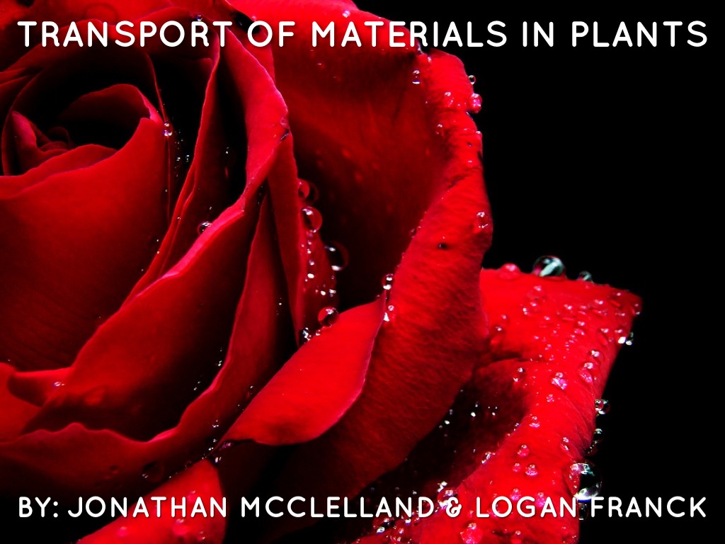 TRANSPORT OF MATERIALS IN PLANTS