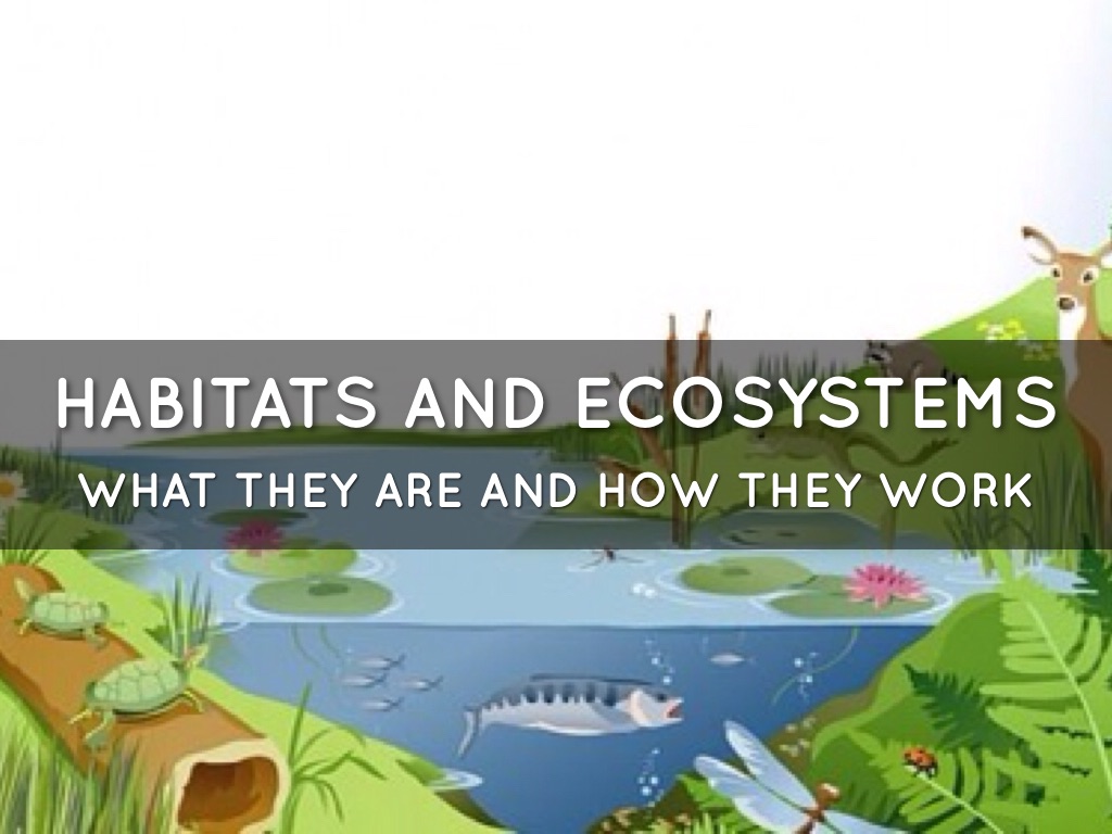Habitats And Ecosystems by Noah Iriarte