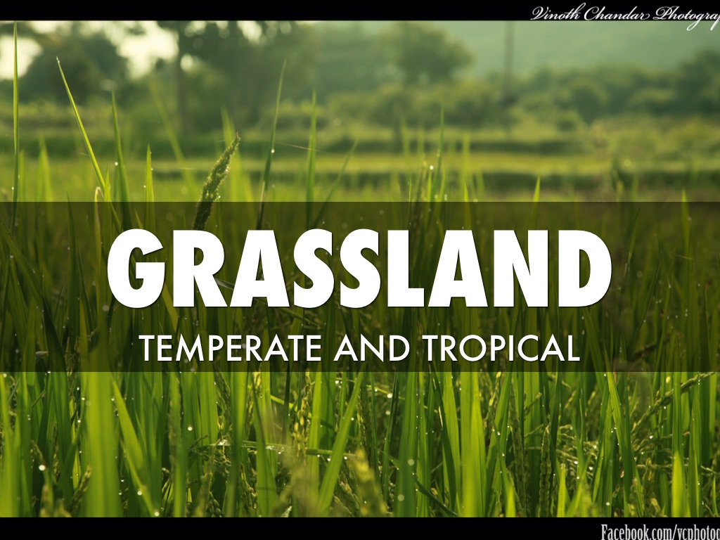 Grassland