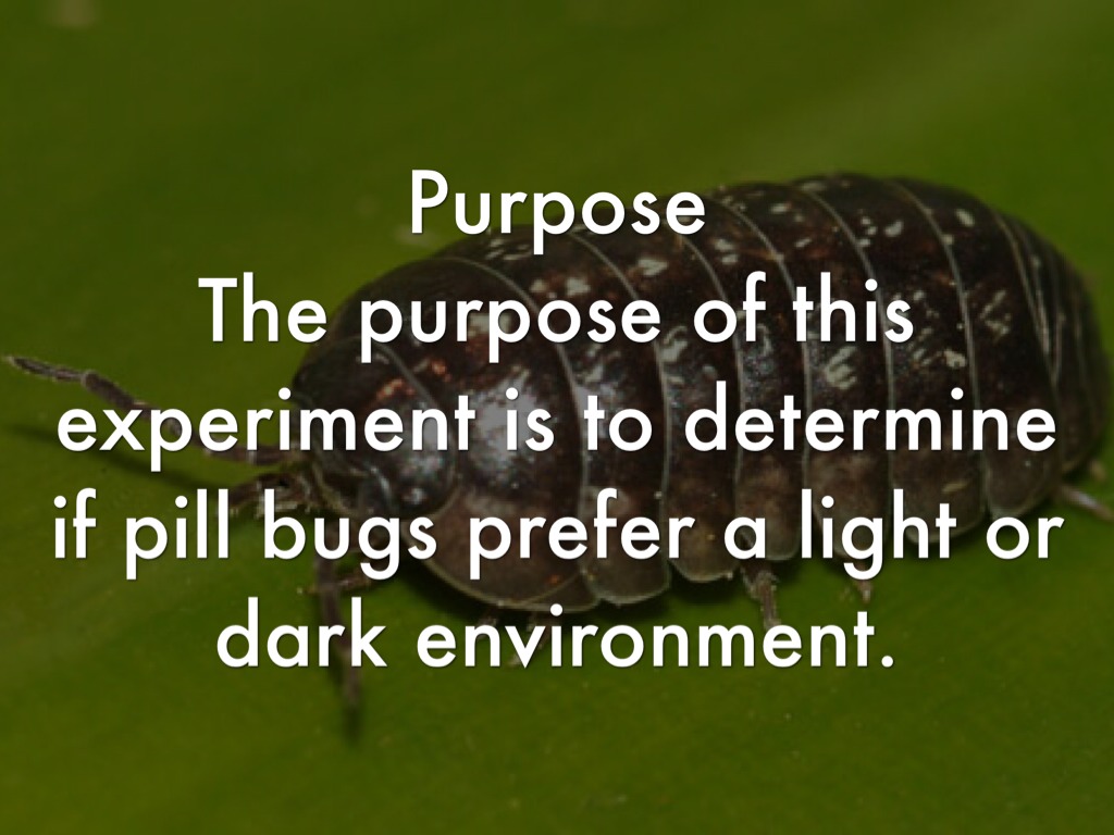 pill bug light vs. dark experiment