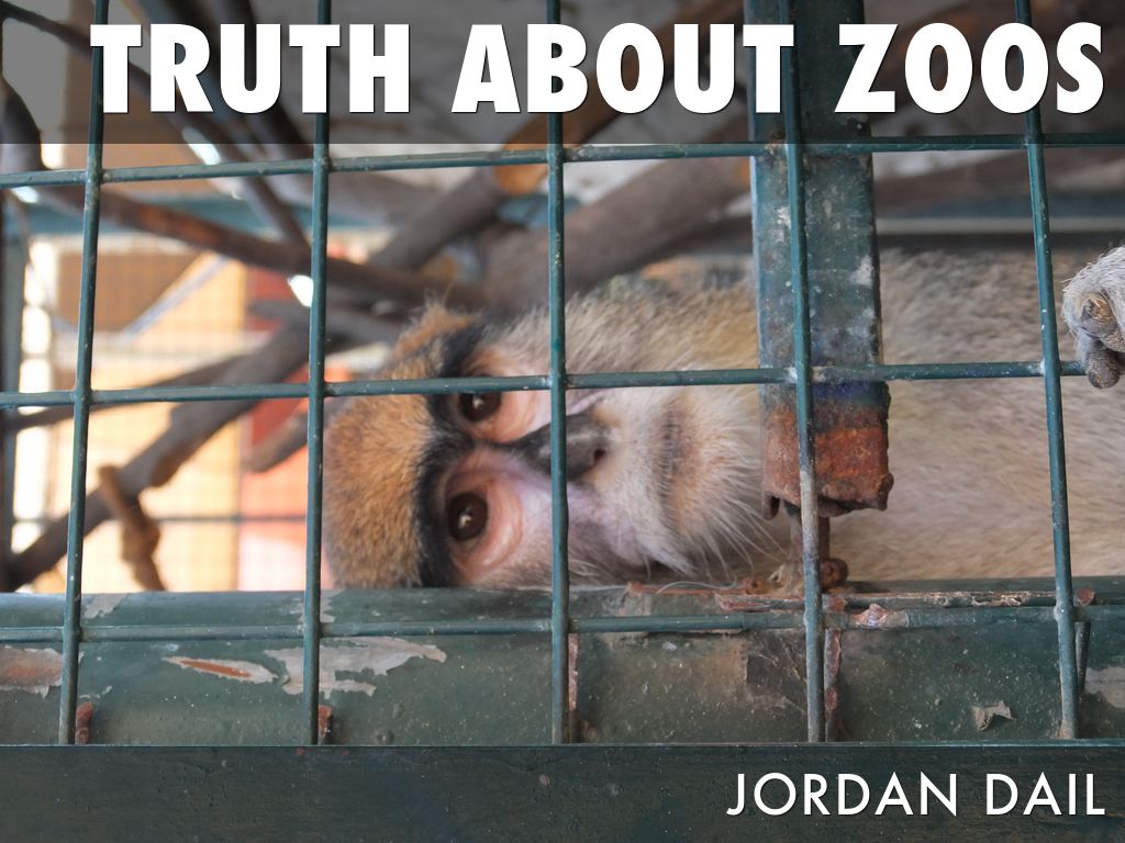 TRUTH ABOUT ZOOS