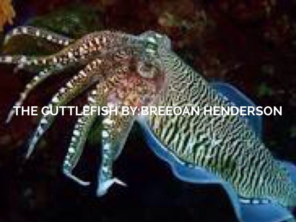 Cuttlefish