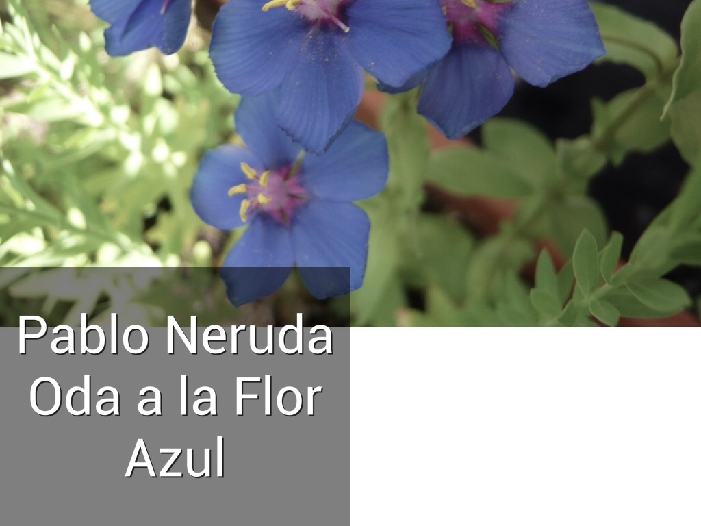 Pablo Neruda: Oda a la Flor Azul