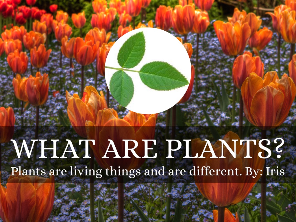 We Are Plant Experts by 2DSuperstars Mrs. B's Class