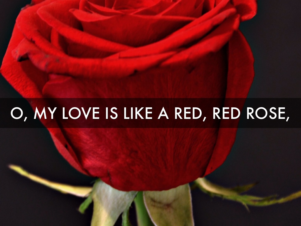 robert burns poetry a red red rose