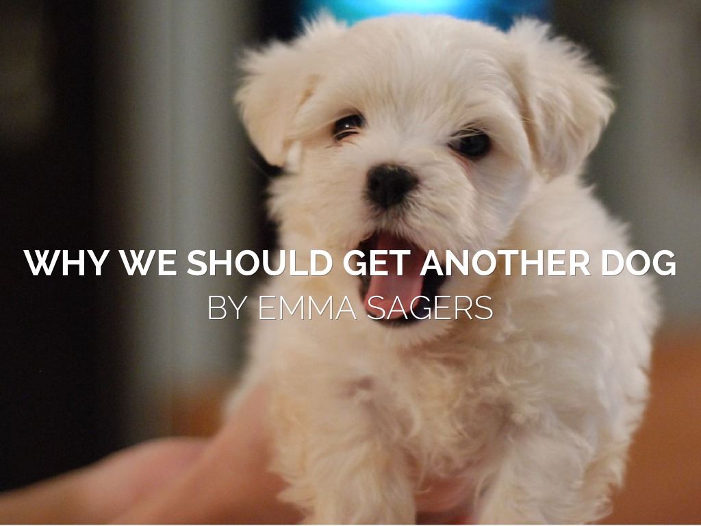 Why We Should Get Another Dog by Emma Sagers