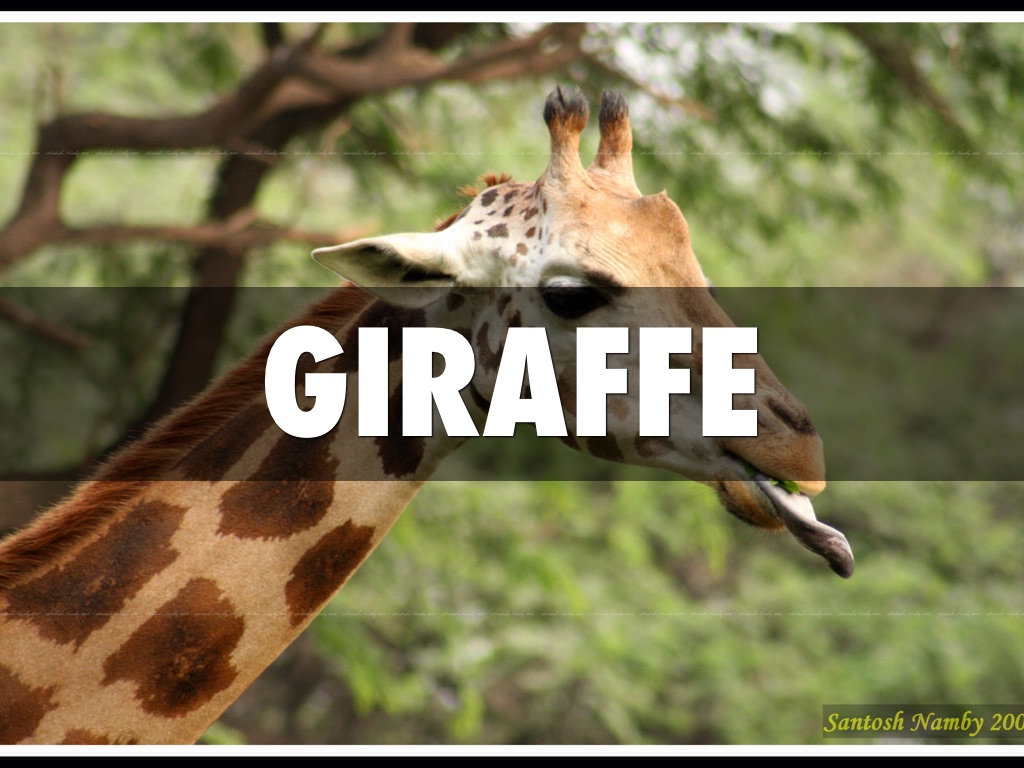 Clean And Unclean Animals by Jacky Xu