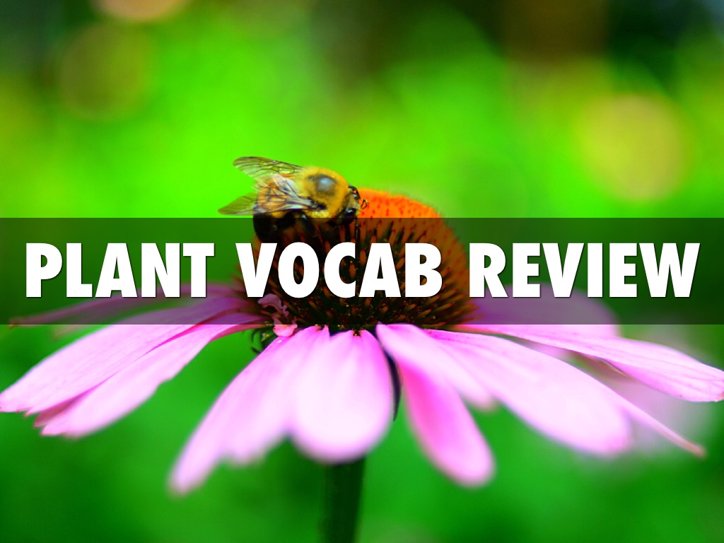 Plant Vocal Review