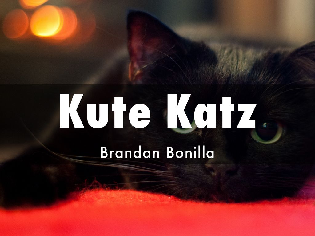 Kute Katz
