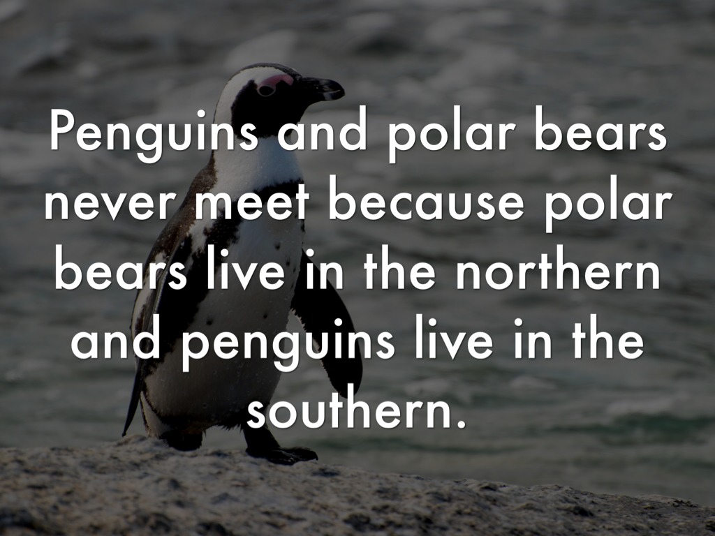 Polar Bears by carrie_hamilton